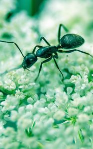 Preview wallpaper ant, insect, flowers