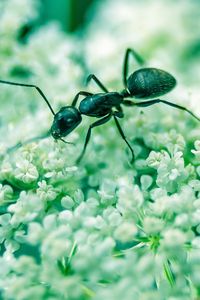 Preview wallpaper ant, insect, flowers