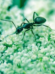 Preview wallpaper ant, insect, flowers