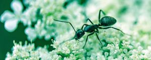 Preview wallpaper ant, insect, flowers