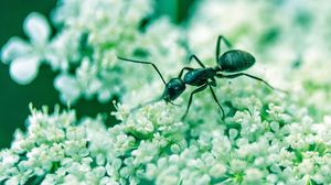 Preview wallpaper ant, insect, flowers