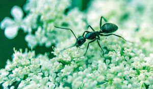 Preview wallpaper ant, insect, flowers