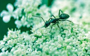 Preview wallpaper ant, insect, flowers