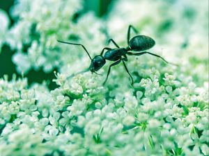 Preview wallpaper ant, insect, flowers