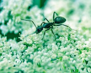 Preview wallpaper ant, insect, flowers