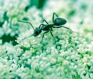 Preview wallpaper ant, insect, flowers