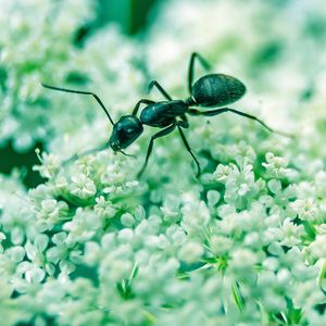 Preview wallpaper ant, insect, flowers