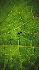 Preview wallpaper ant, insect, leaf, veins, macro