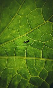 Preview wallpaper ant, insect, leaf, veins, macro