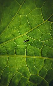 Preview wallpaper ant, insect, leaf, veins, macro