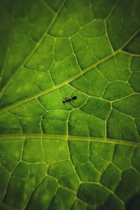 Preview wallpaper ant, insect, leaf, veins, macro