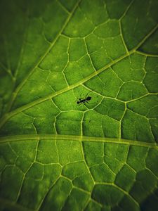 Preview wallpaper ant, insect, leaf, veins, macro