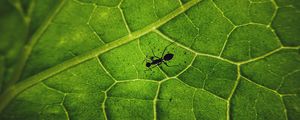 Preview wallpaper ant, insect, leaf, veins, macro