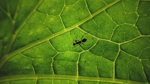 Preview wallpaper ant, insect, leaf, veins, macro