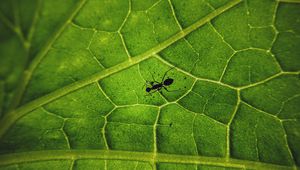 Preview wallpaper ant, insect, leaf, veins, macro