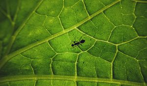 Preview wallpaper ant, insect, leaf, veins, macro