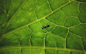 Preview wallpaper ant, insect, leaf, veins, macro