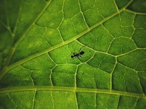 Preview wallpaper ant, insect, leaf, veins, macro