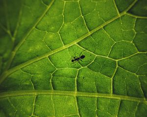 Preview wallpaper ant, insect, leaf, veins, macro