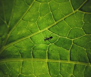 Preview wallpaper ant, insect, leaf, veins, macro