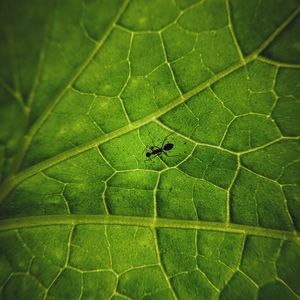 Preview wallpaper ant, insect, leaf, veins, macro