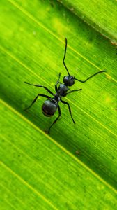 Preview wallpaper ant, insect, leaf, macro