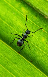 Preview wallpaper ant, insect, leaf, macro