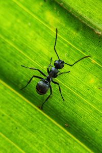 Preview wallpaper ant, insect, leaf, macro