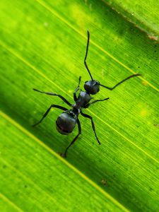 Preview wallpaper ant, insect, leaf, macro