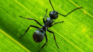 Preview wallpaper ant, insect, leaf, macro