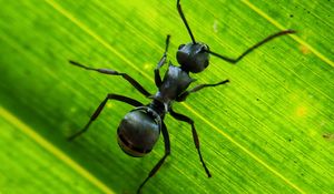 Preview wallpaper ant, insect, leaf, macro