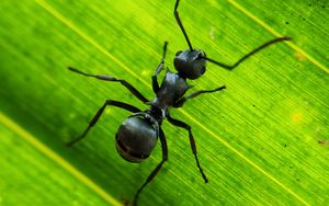 Preview wallpaper ant, insect, leaf, macro