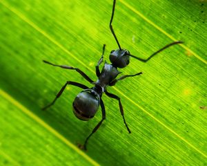 Preview wallpaper ant, insect, leaf, macro