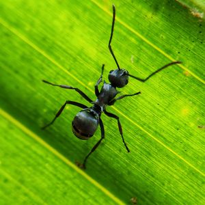 Preview wallpaper ant, insect, leaf, macro