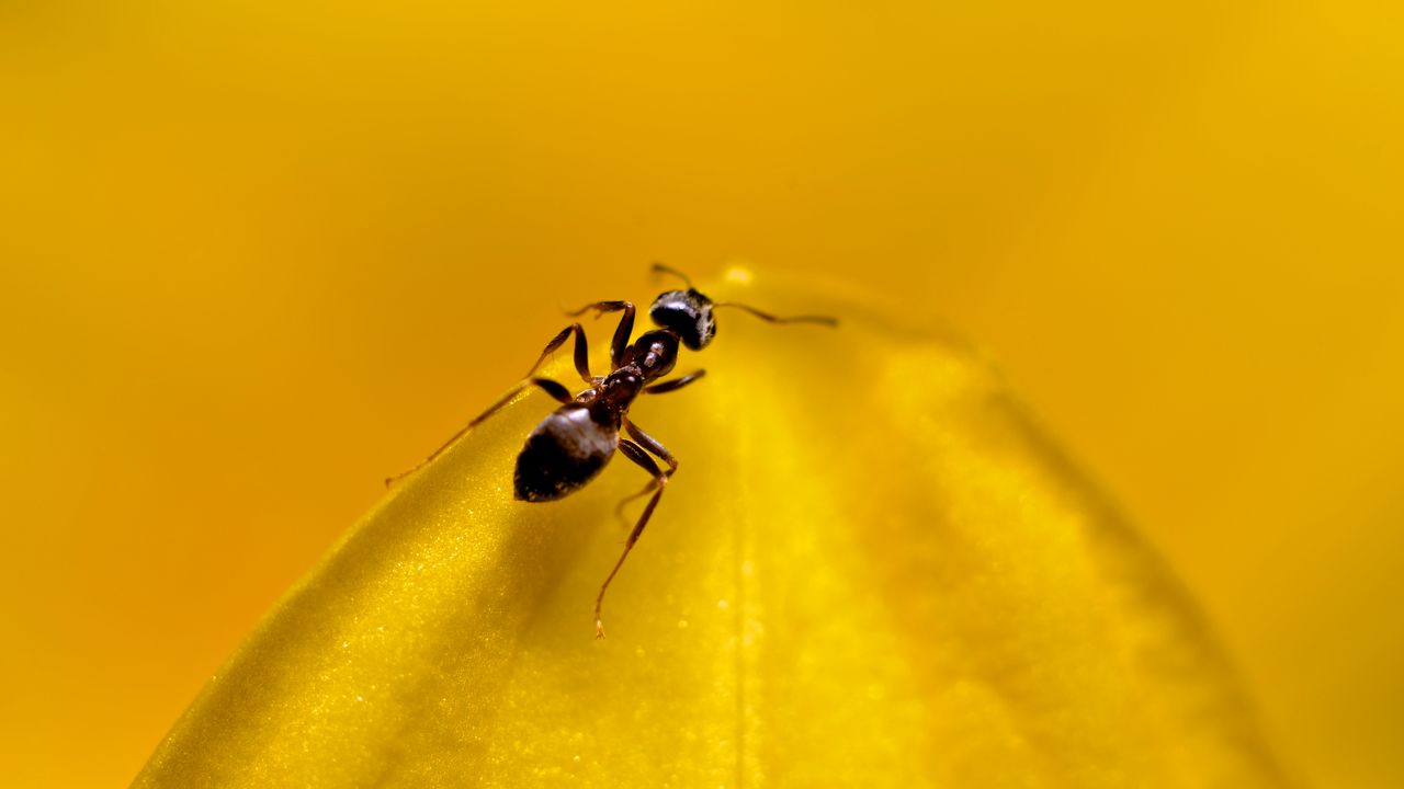 Wallpaper ant, insect, macro, yellow