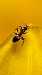 Preview wallpaper ant, insect, macro, yellow