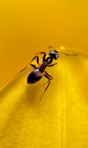 Preview wallpaper ant, insect, macro, yellow