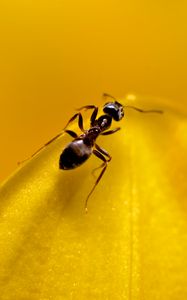 Preview wallpaper ant, insect, macro, yellow