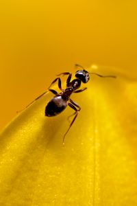 Preview wallpaper ant, insect, macro, yellow