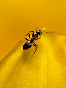 Preview wallpaper ant, insect, macro, yellow