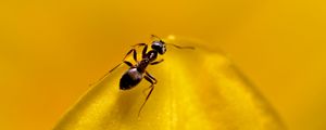 Preview wallpaper ant, insect, macro, yellow