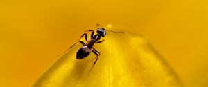 Preview wallpaper ant, insect, macro, yellow