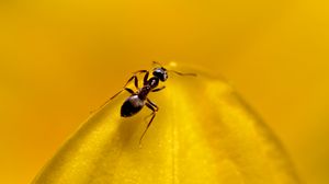 Preview wallpaper ant, insect, macro, yellow