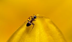 Preview wallpaper ant, insect, macro, yellow