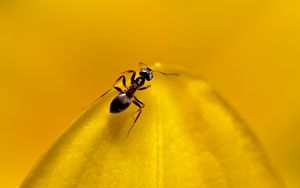 Preview wallpaper ant, insect, macro, yellow