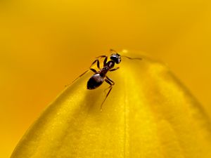 Preview wallpaper ant, insect, macro, yellow