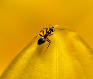 Preview wallpaper ant, insect, macro, yellow