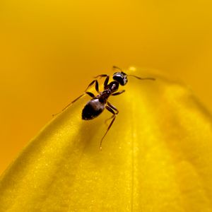 Preview wallpaper ant, insect, macro, yellow