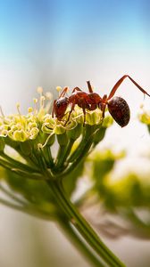 Preview wallpaper ant, insect, plant