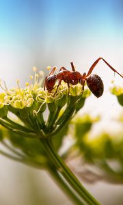 Preview wallpaper ant, insect, plant